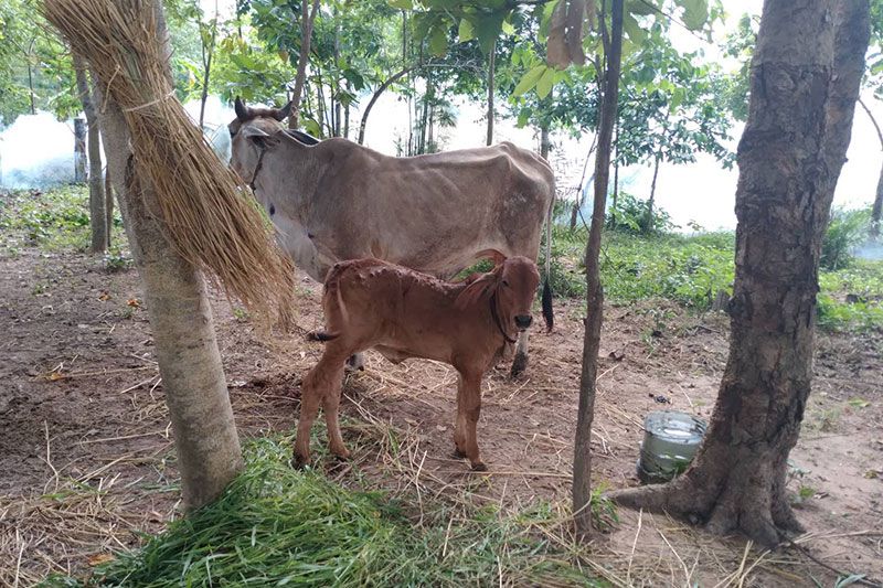 กาฬสินธุ์เร่งช่วยเกษตรกร ประสบปัญหาฝูงโคกระบือ ป่วยโรคลัมปีสกิน