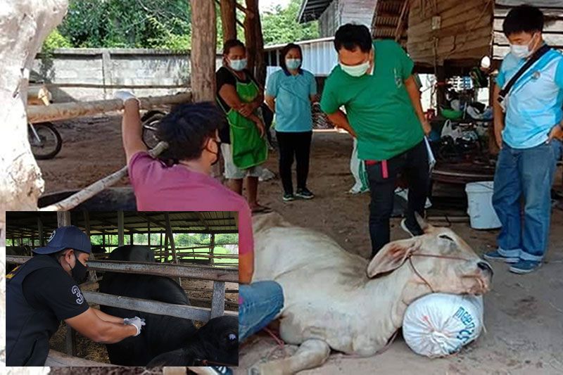บุรีรัมย์คุม23อำเภอ! ห้ามย้ายโคกระบือ 'ลัมปี สกิน'ยังระบาดหนัก