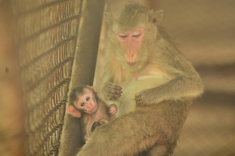 เปิดภาพน่ารักลูกลิงน้อย‘เอ็นดู’ แม่ของกลางจากการจับกุมให้กำเนิด ‘กัญจนา’ตั้งชื่อให้
