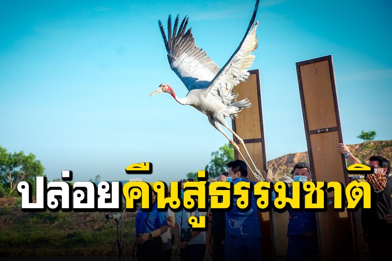 องค์การสวนสัตว์ฯ ปล่อย 'นกกระเรียนพันธุ์ไทย' 14 ตัว คืนสู่ธรรมชาติ