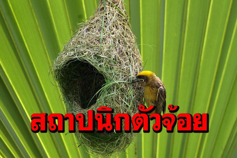 ส่อง‘นกกระจาบธรรมดา’ สถาปนิกตัวน้อยผู้ไม่ธรรมดา