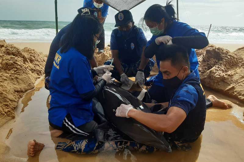 ‘โลมาฟราเซอร์​’เกยตื้นชายหาด‘เขาปิหลาย​’