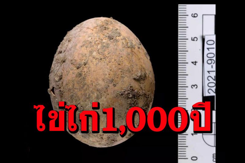 'อิสราเอล'พบ‘ไข่ไก่’อายุ1,000ปี สภาพสมบูรณ์