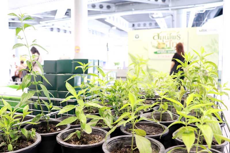 เริ่มแล้ว งานสมุนไพรไทย ทลายโรค ทลายโควิด เรียนรู้สมุนไพรไทย กินใช้อย่างถูกต้อง