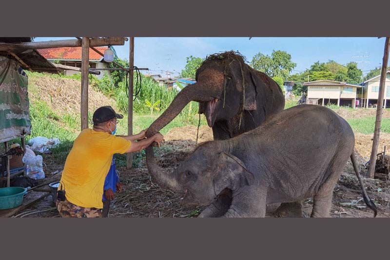 ตะลอนเที่ยว : ช้าง (และคนเลี้ยงช้าง) ตกงาน กำลังรอความเมตตาจากคุณ