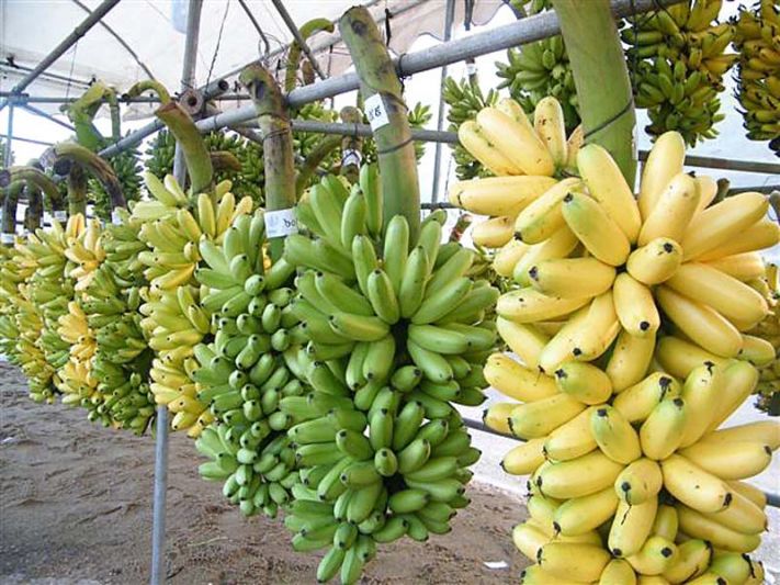 วิทยาศาสตร์ สำหรับเยาวชน : กล้วยไข่กำแพงเพชรต้นเตี้ย...สู่พายุฤดูร้อน  วว.วิจัยพัฒนา สร้างความยั่งยืนเกษตรกรรม