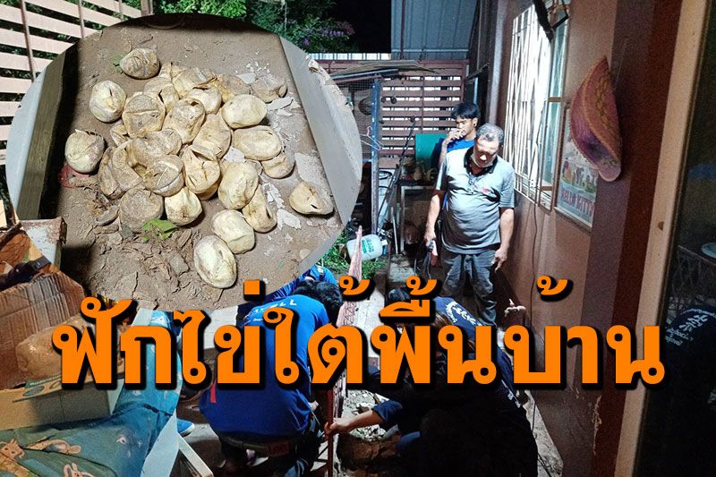 สุดผวา! งูเหลือม9เมตรลอกคราบ ฟักไข่45ฟองใต้พื้นบ้าน เชื่อมาให้โชคลาภ