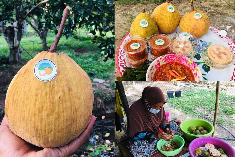 พาชม! หมู่บ้านนาปริก ปลูก'กระท้อนยักษ์'5สายพันธุ์ นุ่ม หวาน รสชาติอร่อย