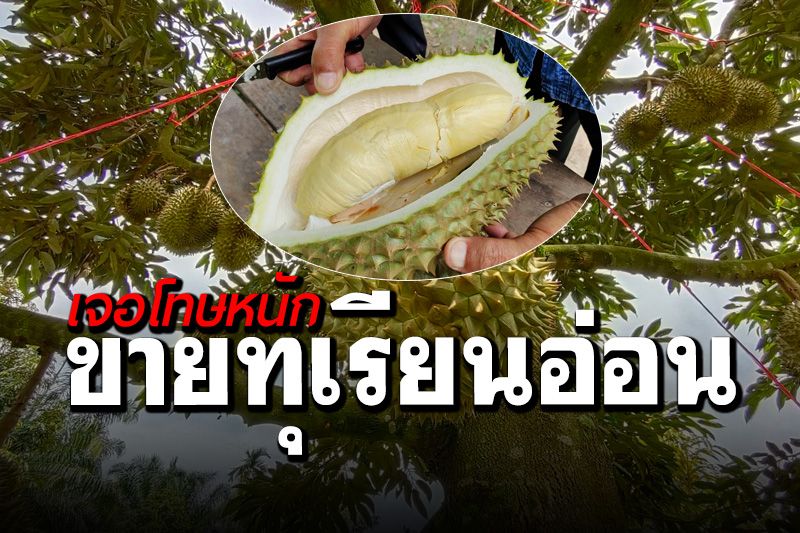 เกษตรกระบี่ลุยตรวจสวน ห้ามตัดทุเรียนอ่อนขาย คาดโทษหนักทั้งจำ-ปรับ
