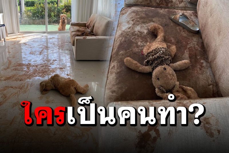 เจ้าของบ้านถึงกับขอลางาน! เมื่อตื่นมาเจอผลงานชิ้นโบว์แดงของน้อง ‘โกลเด้น’