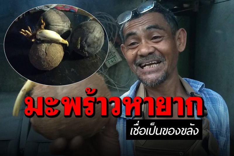 คอหวยว่าไง! หนุ่มเมืองคอนพบ 'มะพร้าวตาเดียว-หน่อชี้ลงล่าง' เชื่อเป็นของขลัง