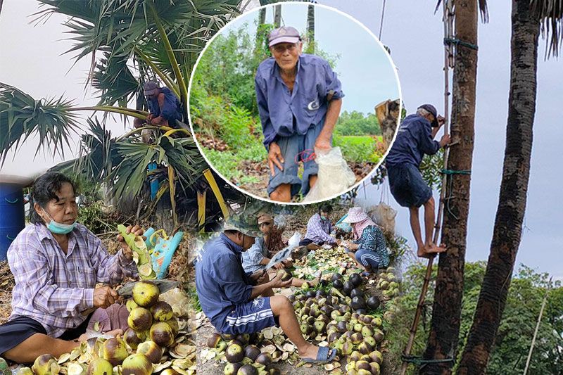 สุดยอด! คุณตาวัย82ปีชาวบางระจัน ยึดอาชีพปีนต้นตาลสูงเสียดฟ้าอย่างคล่องแคล่ว