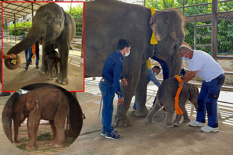 สวนนงนุชรับขวัญช้างน้อย! 'พลายนพเก้า'แข็งแรงน่ารัก เชือกที่99เป็นเลขมงคล