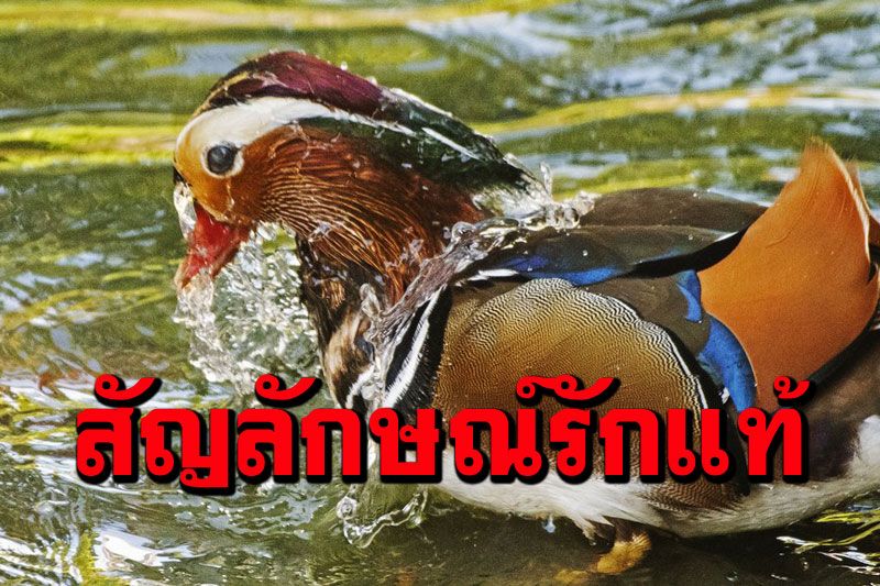 ส่องความสวยงาม‘เป็ดแมนดาริน’ สัตว์สัญลักษณ์รักแท้ในสิงคโปร์