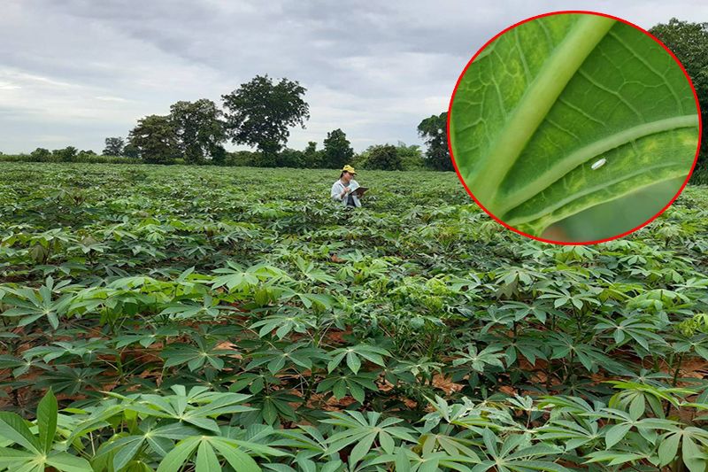 นักวิชาการเกษตรมหิดล แนะวิธีสังเกตอาการโรคใบด่างมันสำปะหลัง