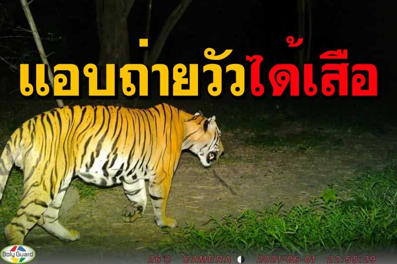 ตั้งกล้องในป่าดักถ่าย'น้องวัวแดง' แต่กลับได้ 'พี่เสือโคร่ง' ตัวใหญ่มาแทน