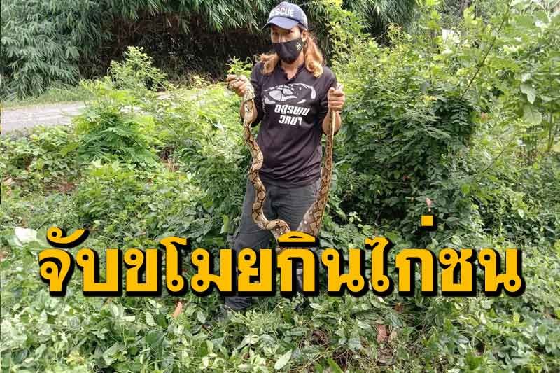 จับงูเหลือมหัวขโมยย่องเขมือบไก่ชนก่อนเลื้อยหนีซุกตัวในป่าหน้าบ้าน