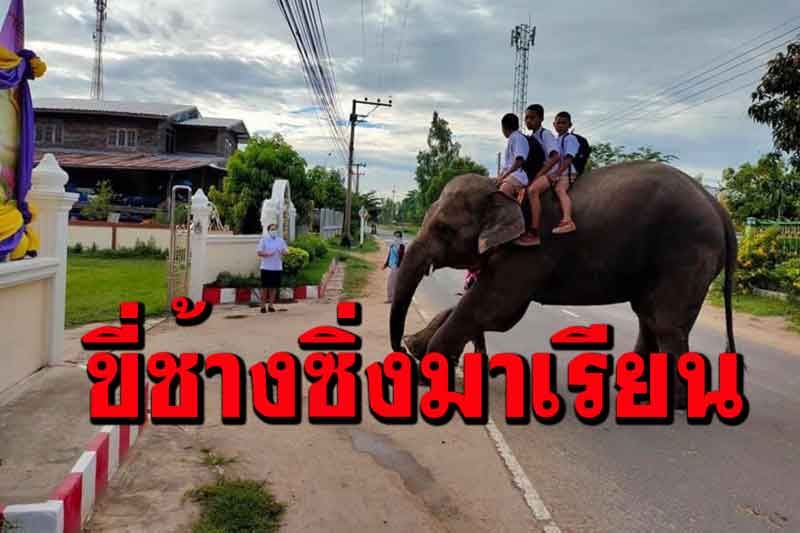 แบบนี้โลกจำ! โลกโซเชียลแห่แชร์ภาพความน่ารัก 'เด็กสุรินทร์ขี่ช้างไปโรงเรียน'