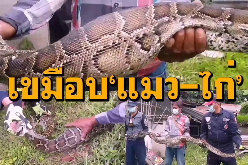 ยายแทบช็อก! เจองูเหลือมกินแมว-ไก่ นอนพุงป่องในเล้าไก่เลื้อยออกไม่ไหว