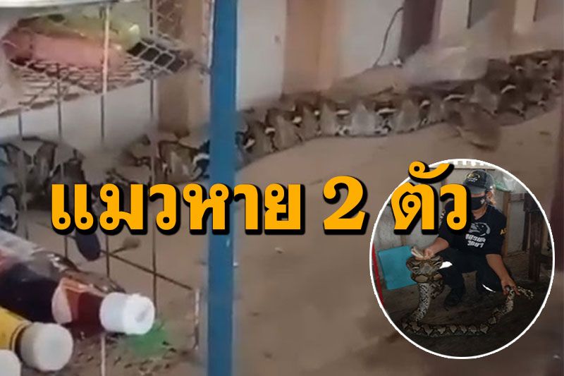 (ชมคลิป) งูเหลือมเลื้อยเข้าห้องครัว เจ้าของบ้านเศร้าแมวหาย 2 ตัว คาดโดนเขมือบแล้ว