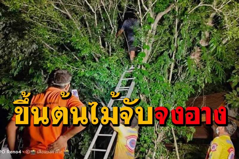 สุดยอดกู้ภัยเมืองคอน! ปีนต้นไม้สูง 6 เมตรจับงูจงอางกลางดึก