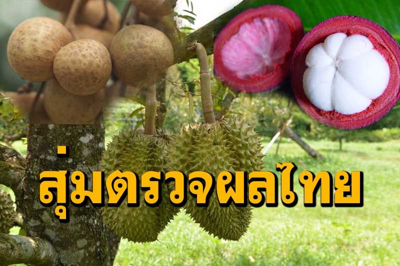 จีนขอสุ่มตรวจสวน-ล้ง 4 ผลไม้ไทยตอกย้ำความมั่นใจปลอดภัยทั้งศัตรูพืชโควิด