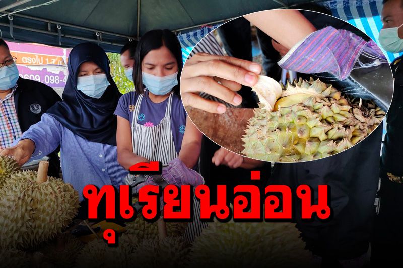 แม่ค้าโดนเอง! ล้งรายใหญ่เมืองกระบี่หลอกขายทุเรียนอ่อน เสียหายกว่า  6 หมื่นบาท
