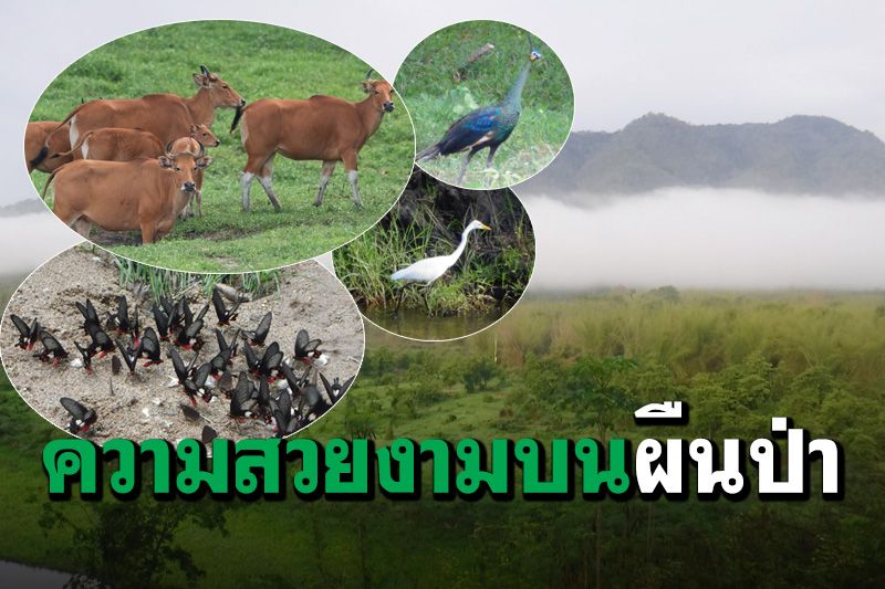 ส่องสัตว์ในเขตรักษาพันธุ์สัตว์ป่าห้วยขาแข้ง...พื้นที่ป่าอนุรักษ์ยังสมบูรณ์