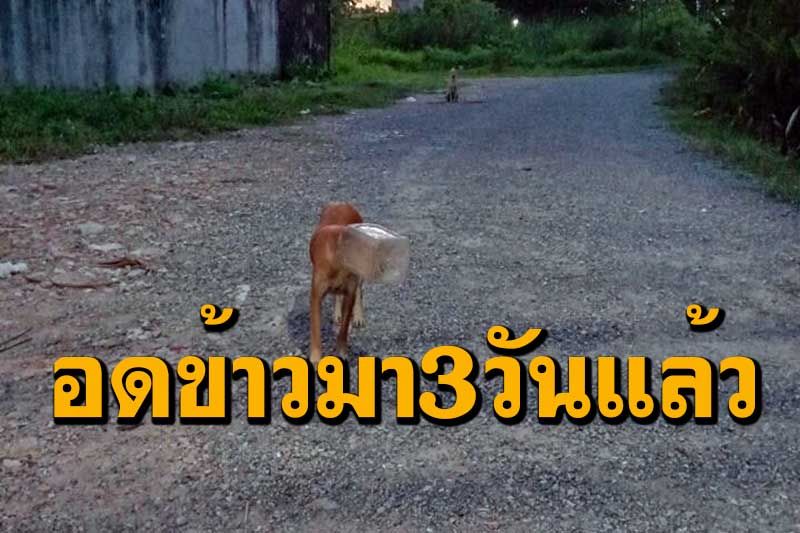 กู้ภัย-พลเมืองดีกลุ่มไลน์แมนช่วยสุนัขหัวติดโหลพลาสติกไม่ได้กินข้าวน้ำมา3วัน