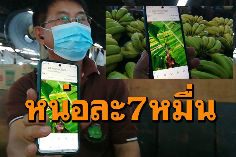 เจ้าของสวนสุดปลื้ม! ขายหน่อกล้วยด่าง หน่อเดียวได้เงิน7หมื่น