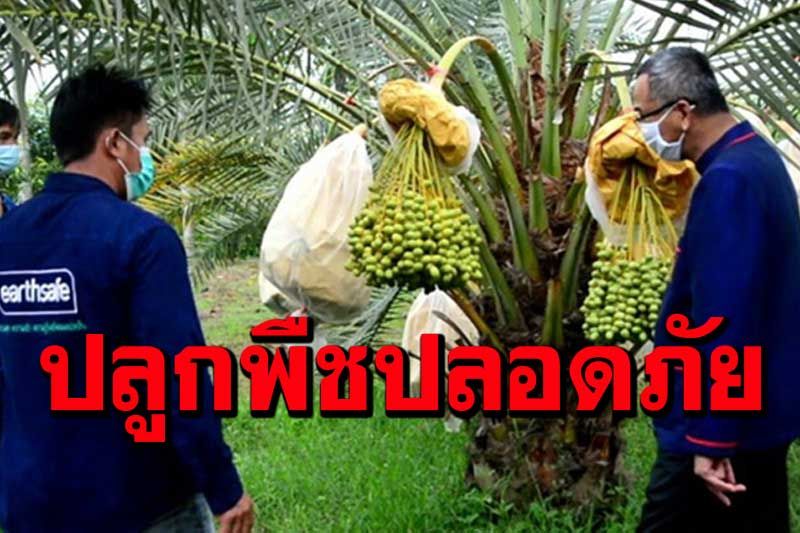 เกษตรสุโขทัยส่งเสริมปลูกพืชปลอดภัย ลดก๊าซเรือนกระจก มุ่งสู่เมืองคาร์บอนต่ำ