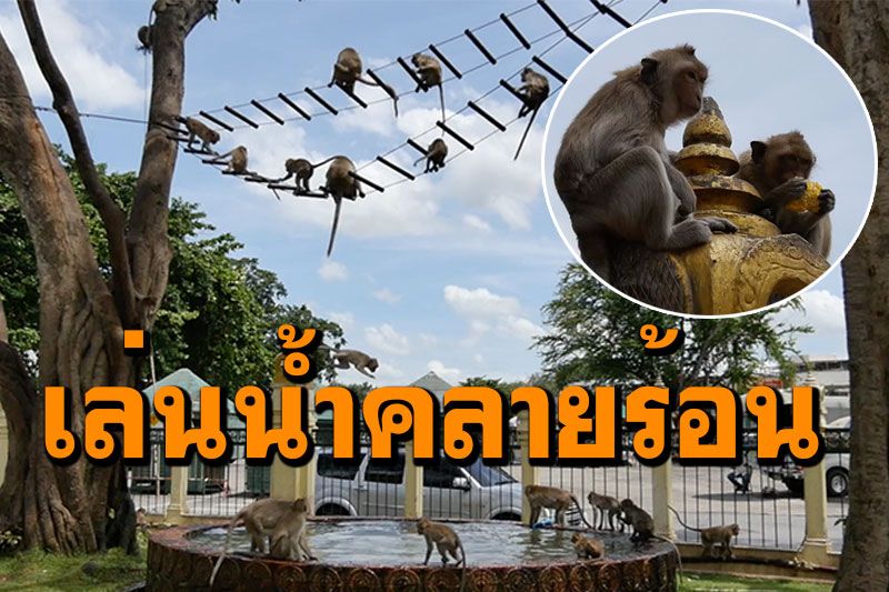 ลพบุรีอากาศร้อน! 'เจ้าจ๋อ'ลิงศาลพระกาฬ โดดเล่นน้ำในอ่างสนุกสนาน