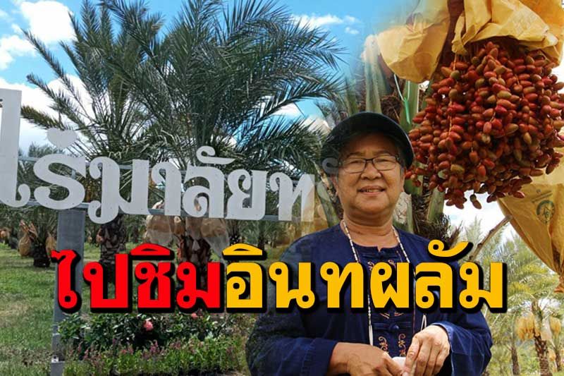 เตรียมให้พร้อมไปเที่ยวบ้านคา'ชิมอินทผลัม จิบกาแฟ แลตะวัน'ที่ไร่มาลัยทรัพย์