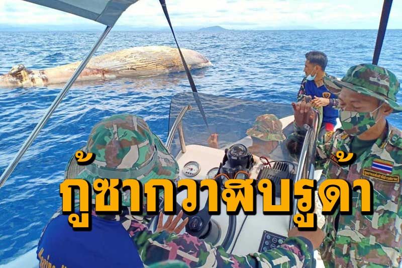 เจ้าหน้าที่ อช.อ่าวสยาม เร่งกู้ซากวาฬบรูด้า พบลอยอยู่หลังเกาะทะลุ