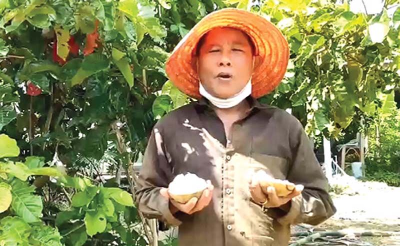 สกู๊ปพิเศษ : เกษตรกรเมืองสงขลาทำสวนเกษตรผสมผสาน ปลูกกระท้อนห่อปุยฝ้าย รสชาติดี เนื้อนุ่ม หวานอร่อย