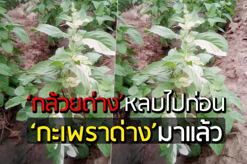 ‘กล้วยด่าง’ หลบไป! สาวโพสต์ที่บ้านมีแต่ ‘กะเพราด่าง’