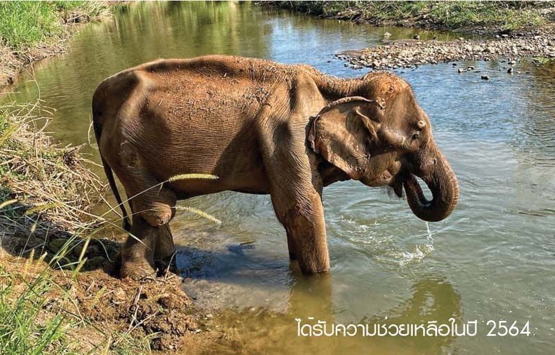 เดินหน้าสานต่อโครงการ‘THANN for Thai Elephant’  รายได้สมทบทุน มูลนิธิอนุรักษ์ช้างและสิ่งแวดล้อมเชียงใหม่