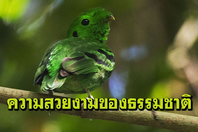 ชมความสวยงาม‘นกตัวจิ๋ว’ สีเขียวเนียนดุจใบไม้ในสิงคโปร์