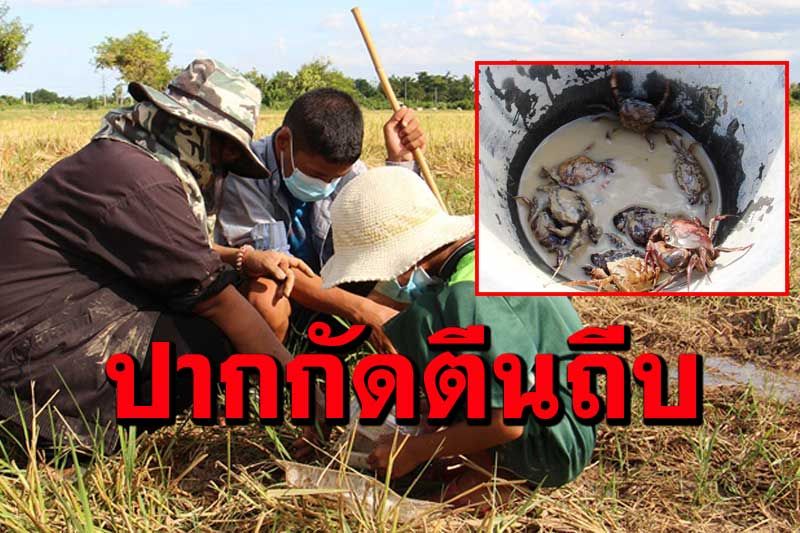 วิถีชีวิตต้องสู้ยุคโควิด! แม่พาลูกออกหาปูนาในทุ่งนาไปเลี้ยงเสริมรายได้