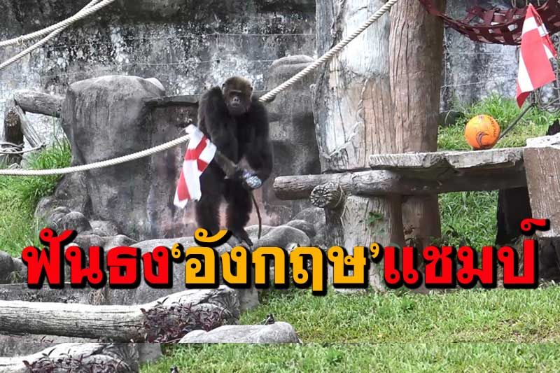 'เจ้าจ้อน'ลิงชิมแปนซีสวนสัตว์สงขลาฟันธง 'ทีมชาติอังกฤษ' ได้แชมป์ยูโร 2020