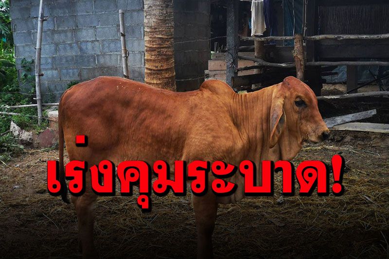 อย.จัดช่องทางเร่งด่วน ขึ้นทะเบียนวัคซีนสำหรับสัตว์'ลัมปีสกิน'