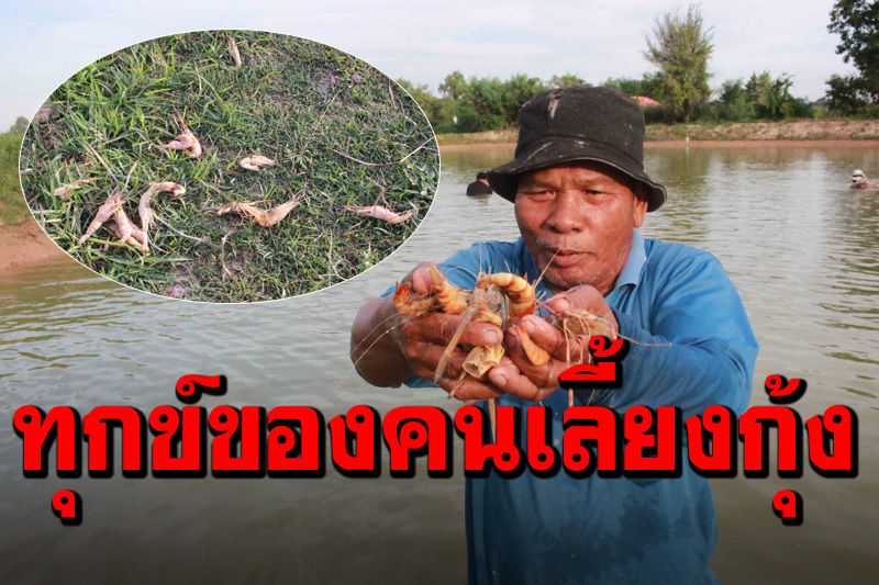 เดือดร้อนหนัก! พิษโควิดขายยาก-อากาศแปรปรวนทำให้กุ้งน็อคน้ำตายวันละ 100  กิโล