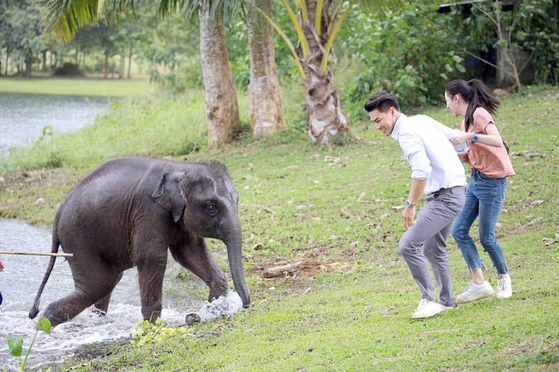 ‘พุดซ้อน’ ช้างน้อยแสนรู้ ขโมยใจคนดู