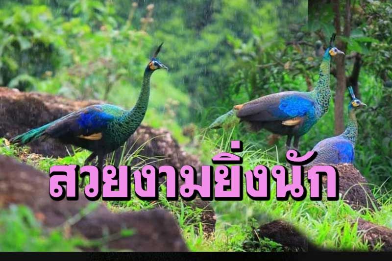 ชมนกยูงเล่นน้ำฝน-ทำความสะอาดขน ที่เขตห้ามล่าสัตว์ป่าป่าบ้านโฮ่ง