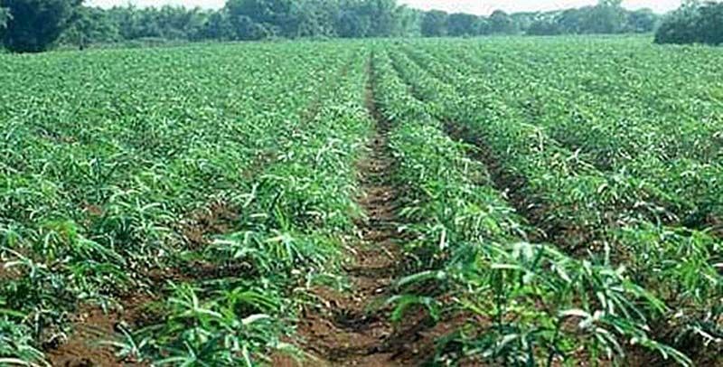 รายงานพิเศษ : สศก.แนะเก็บหัวมันสำปะหลังครบอายุ  ช่วยเปอร์เซ็นต์แป้งสูง-ขายได้ราคาดี