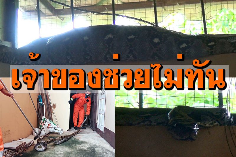 เจ้าของสุดเศร้าช่วยไม่ทัน! งูเหลือม5เมตรเลื้อยเขมือบ'น้องญาญ่า' แมวเพศเมียวัย10ปี