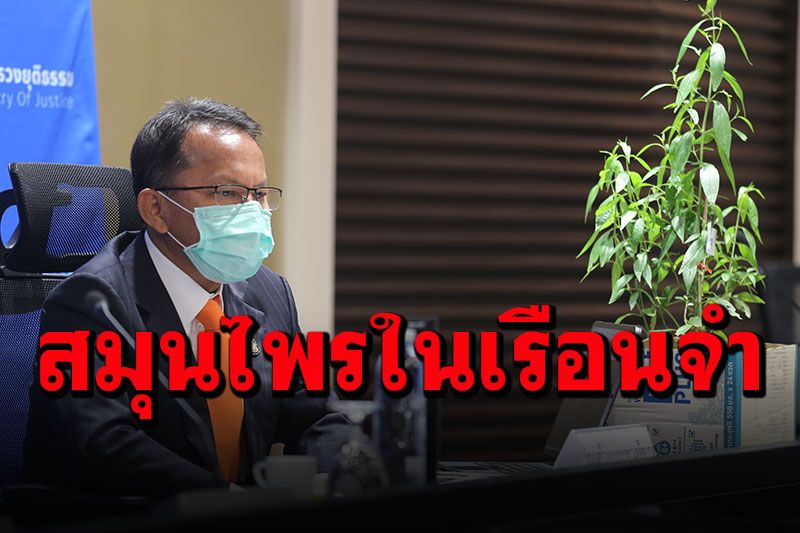 เปิดข้อมูล'เรือนจำเชียงใหม่' เผยผู้ติดเชื้อโควิด 2,914 คน ใช้ยาสมุนไพรฟ้าทะลายโจรรักษาหาย