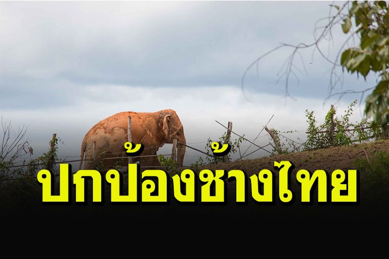 วอนเร่งผลักดัน พรบ.ปกป้องช้างไทย-ตั้งกองทุนดูแลหวังรองรับนักท่องเที่ยงหลังโควิด