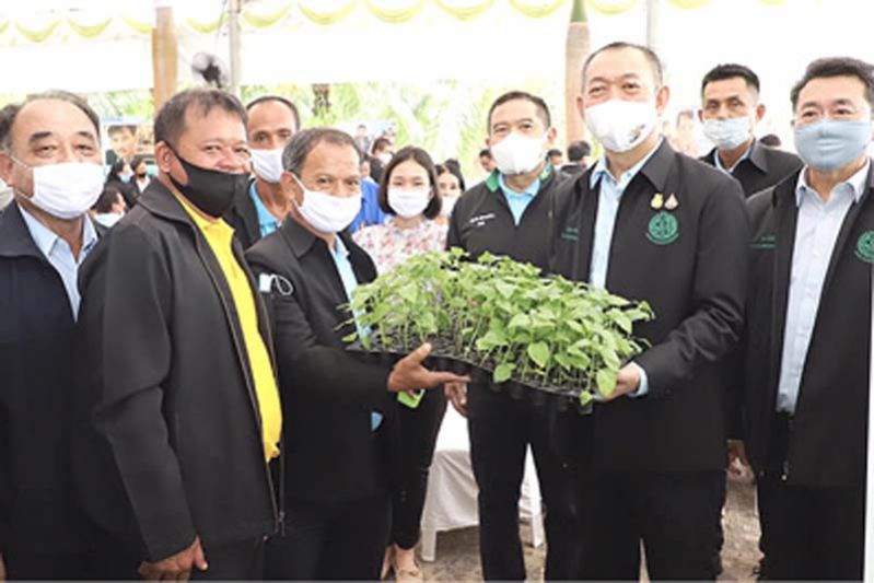กรมส่งเสริมการเกษตรมอบต้นพันธุ์ฟ้าทะลายโจร  หนุนวิสาหกิจชุมชนปลูกสู้โควิด-19