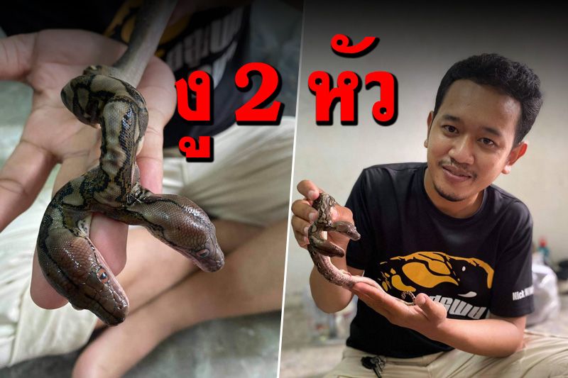 ตะลึง! ลูกงูเหลือมโผล่มี 2 หัว หนุ่มอาสาพิทักษ์งูอ่าวลึกยืนยันเป็นของจริง
